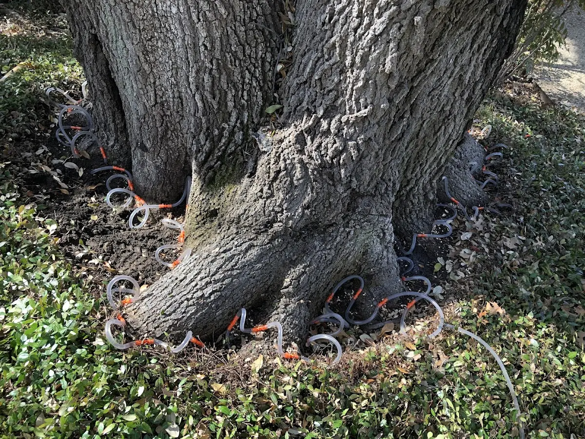 Detailed Tree Cabling and Bracing job site in Montrose